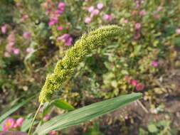 Image of Foxtail millet