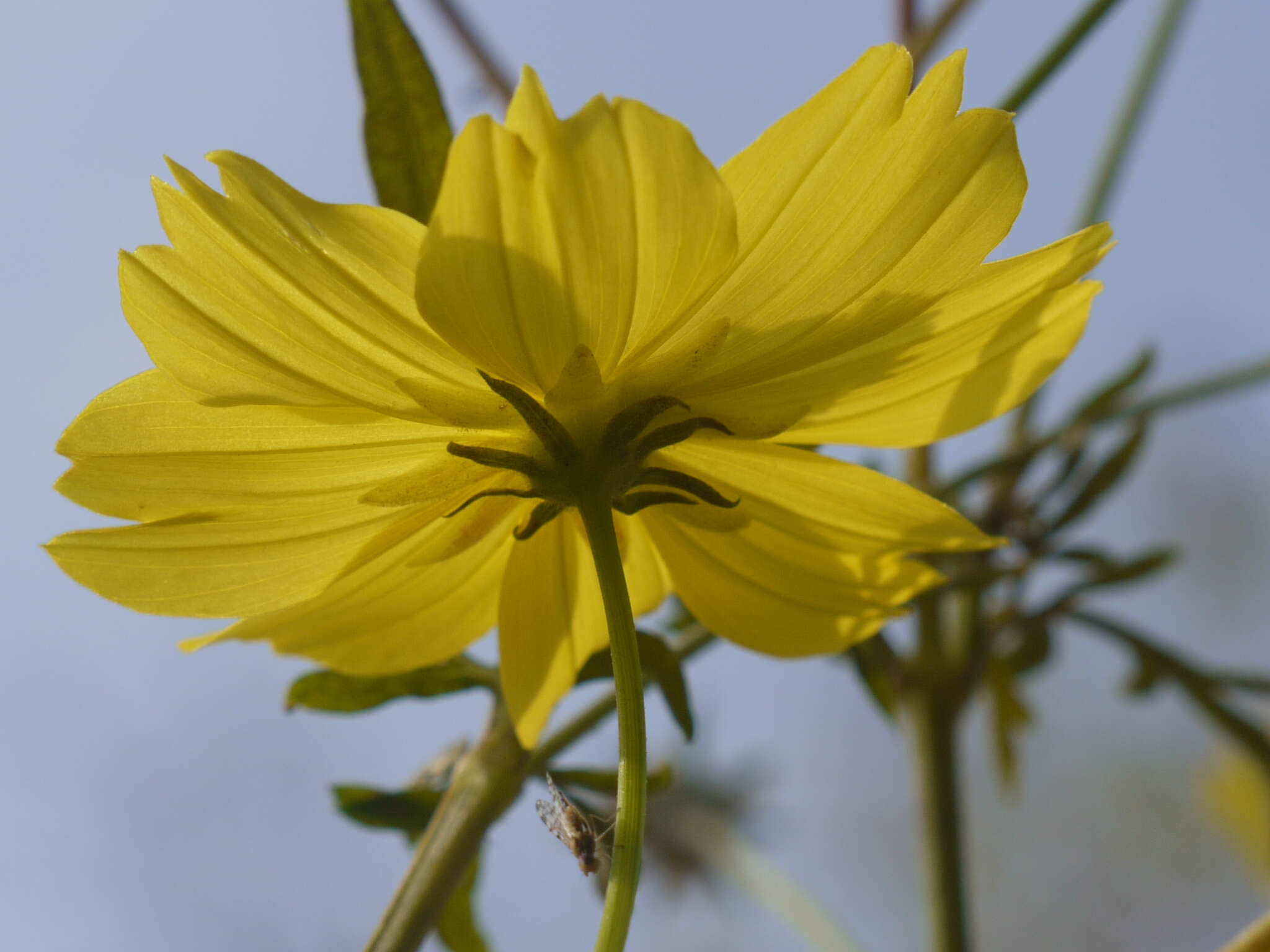 Image of sulphur cosmos