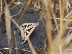 Image of Trigonodes hyppasia Cramer 1779