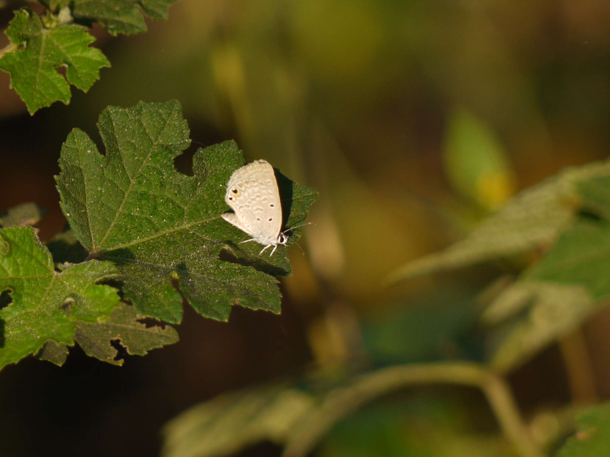 صورة Euchrysops cnejus (Fabricius 1798)