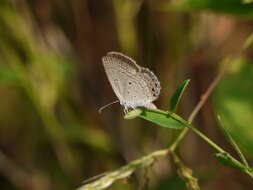 Image of Euchrysops cnejus (Fabricius 1798)