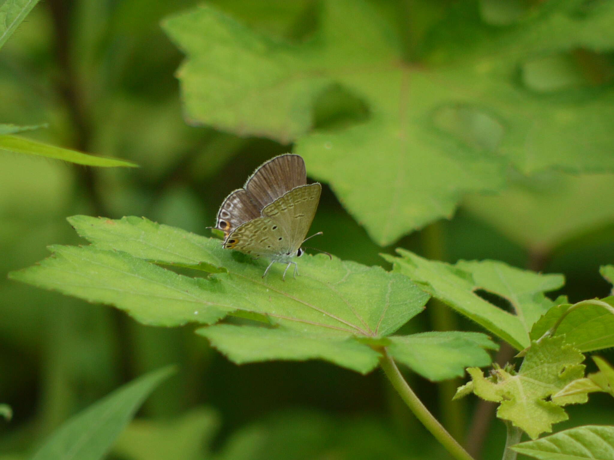 صورة Euchrysops cnejus (Fabricius 1798)