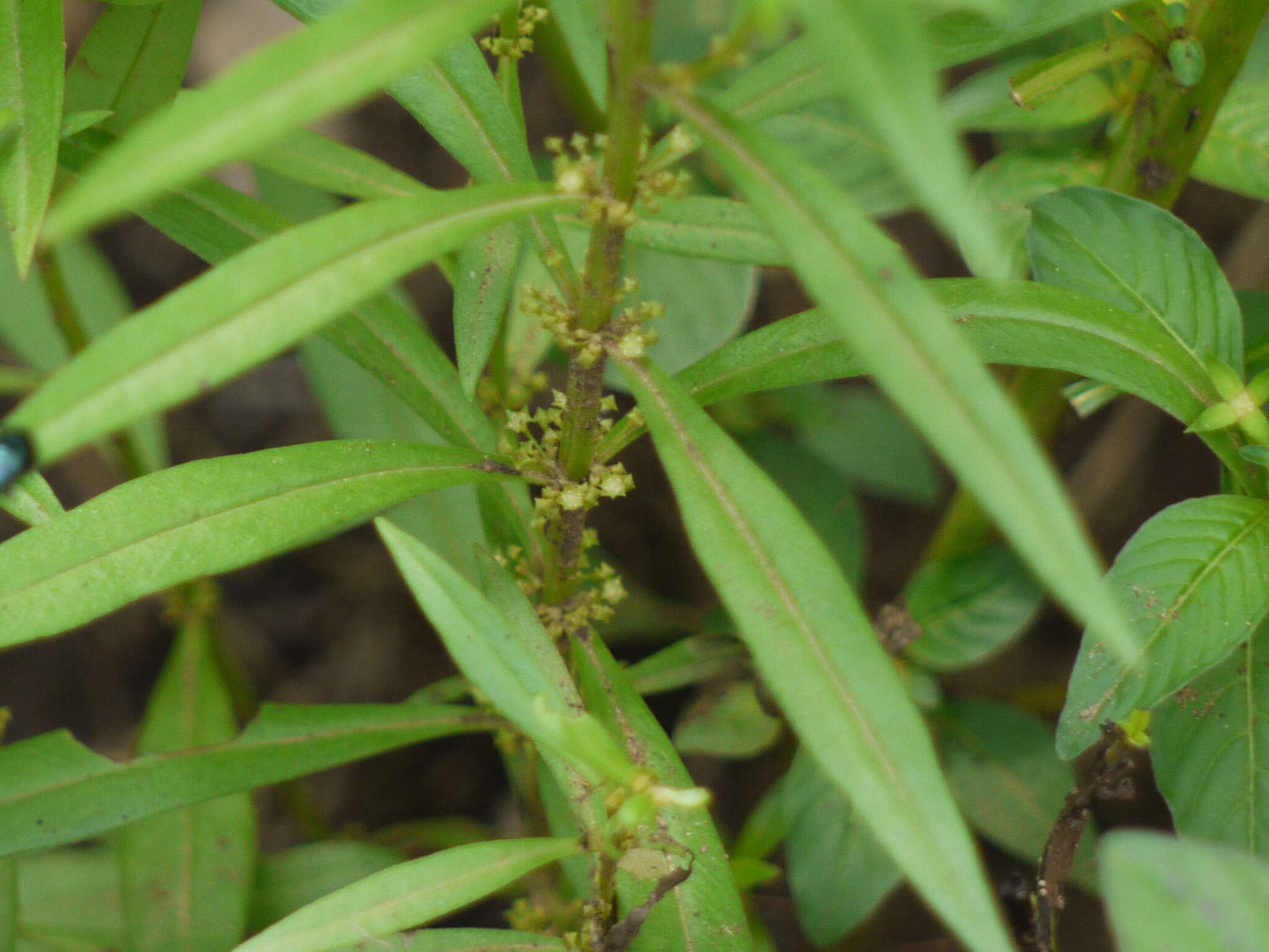 صورة Ammannia baccifera L.