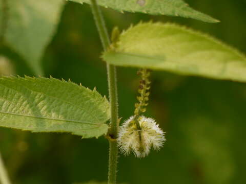 Image of Tragia involucrata L.