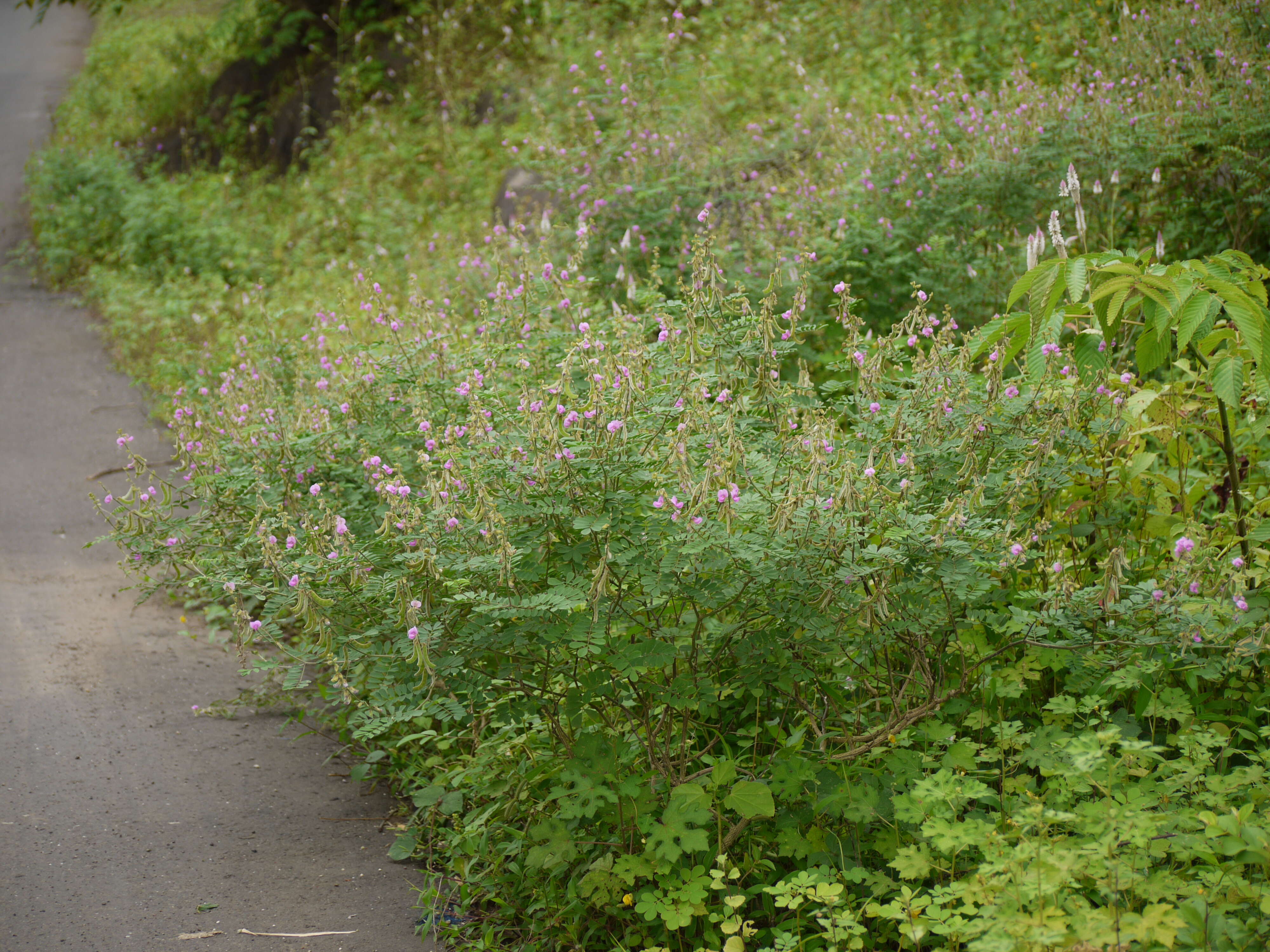 Sivun Tephrosia purpurea (L.) Pers. kuva