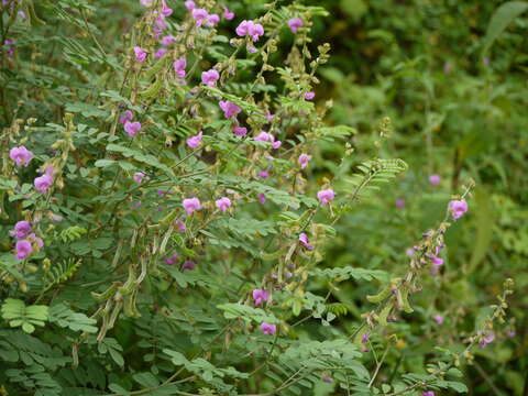 Sivun Tephrosia purpurea (L.) Pers. kuva