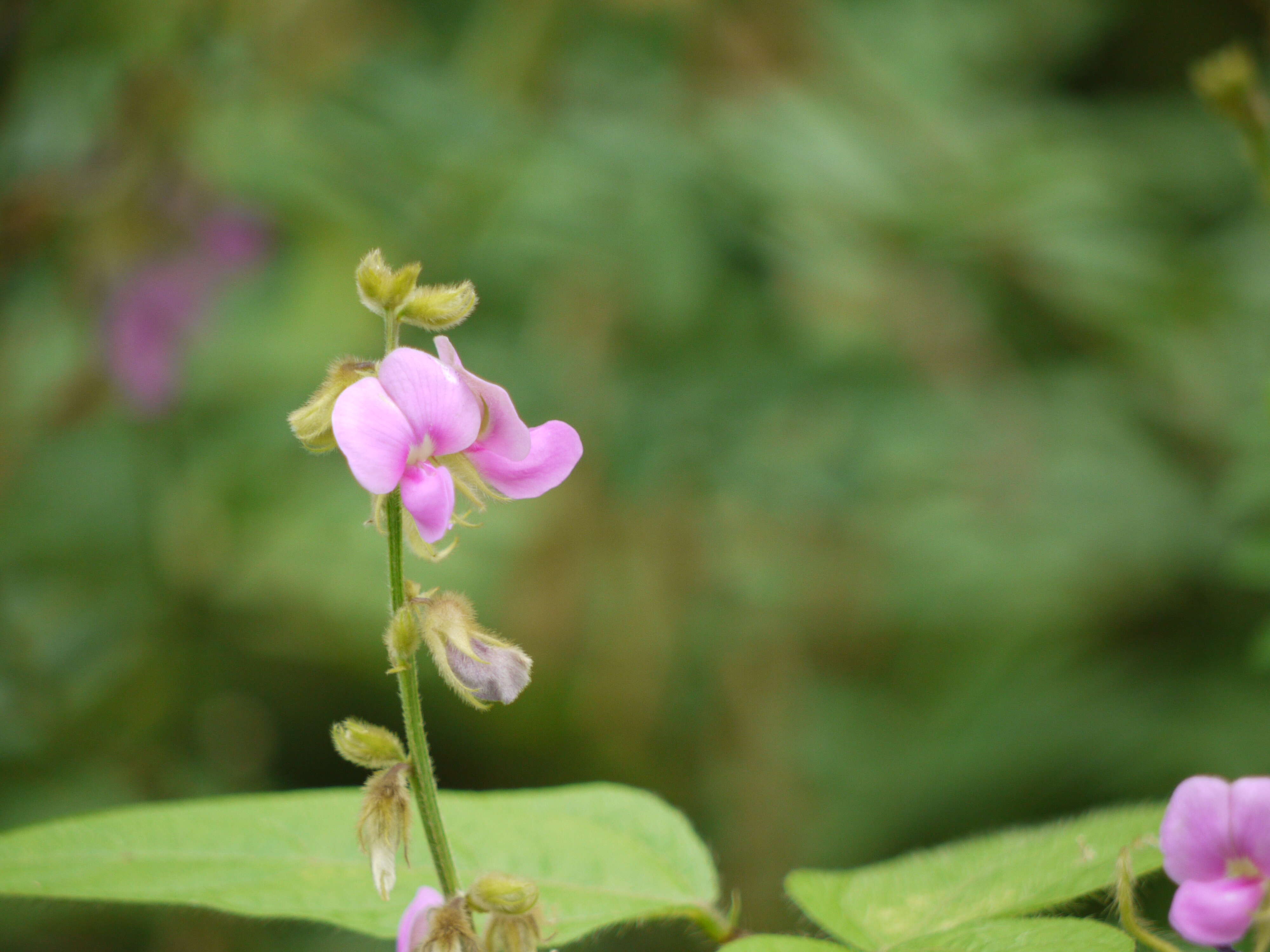 Sivun Tephrosia purpurea (L.) Pers. kuva