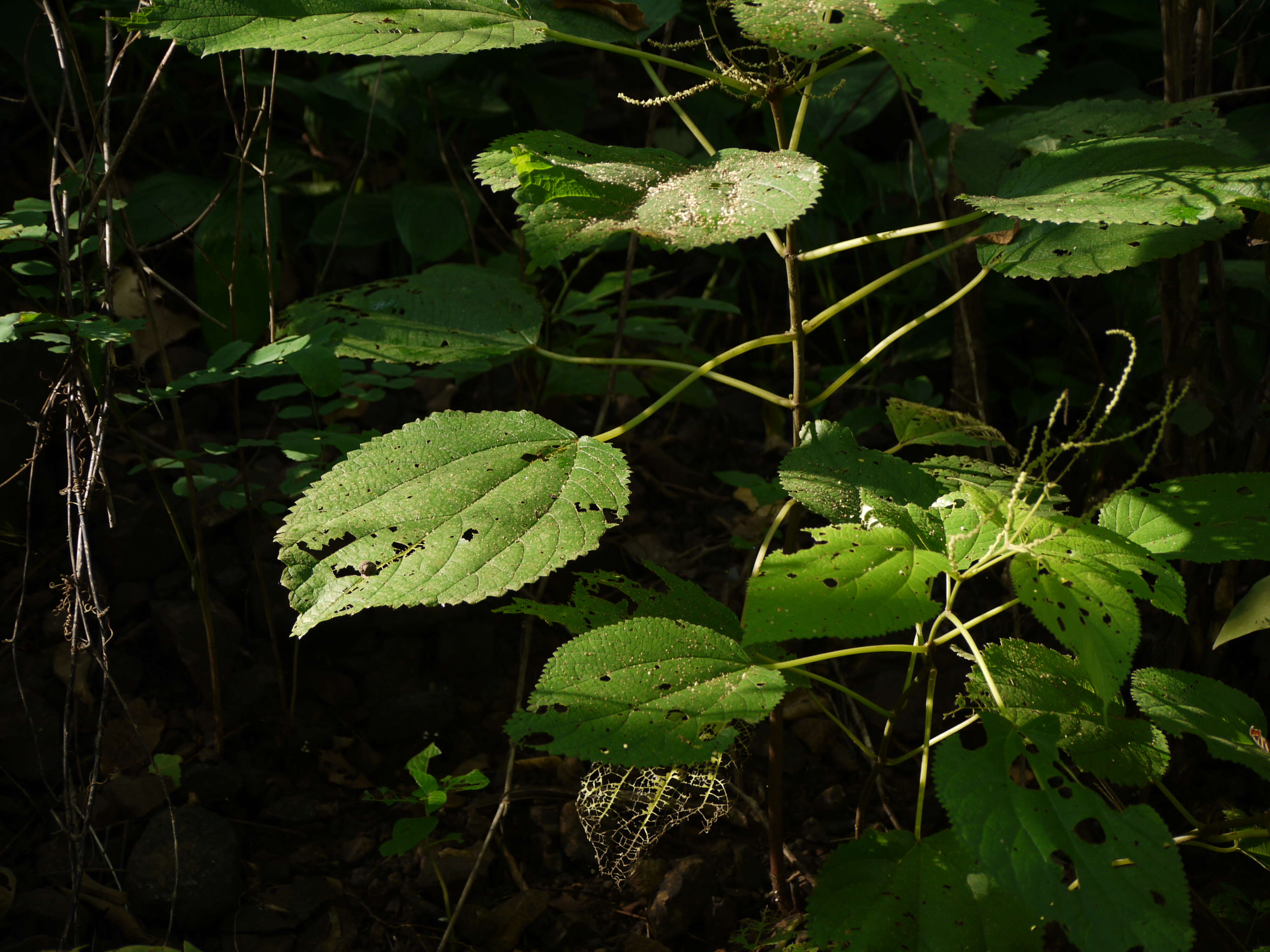 Image of Boehmeria virgata var. macrostachya (Wight) Friis & Wilmot-Dear