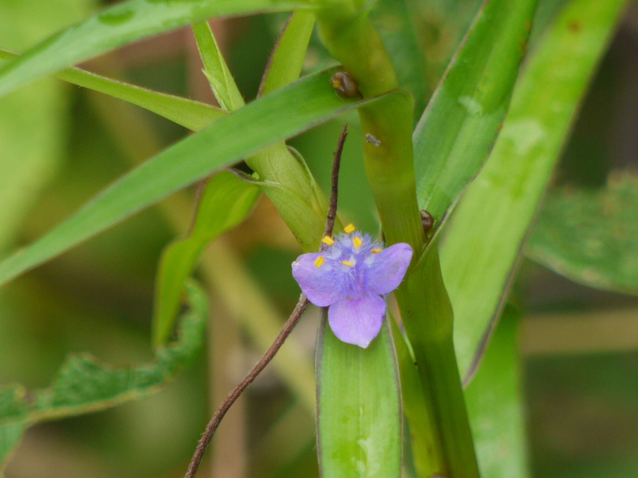 Image of Cyanotis axillaris (L.) D. Don ex Sweet