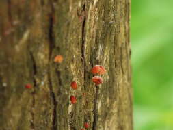 Imagem de Marasmius siccus