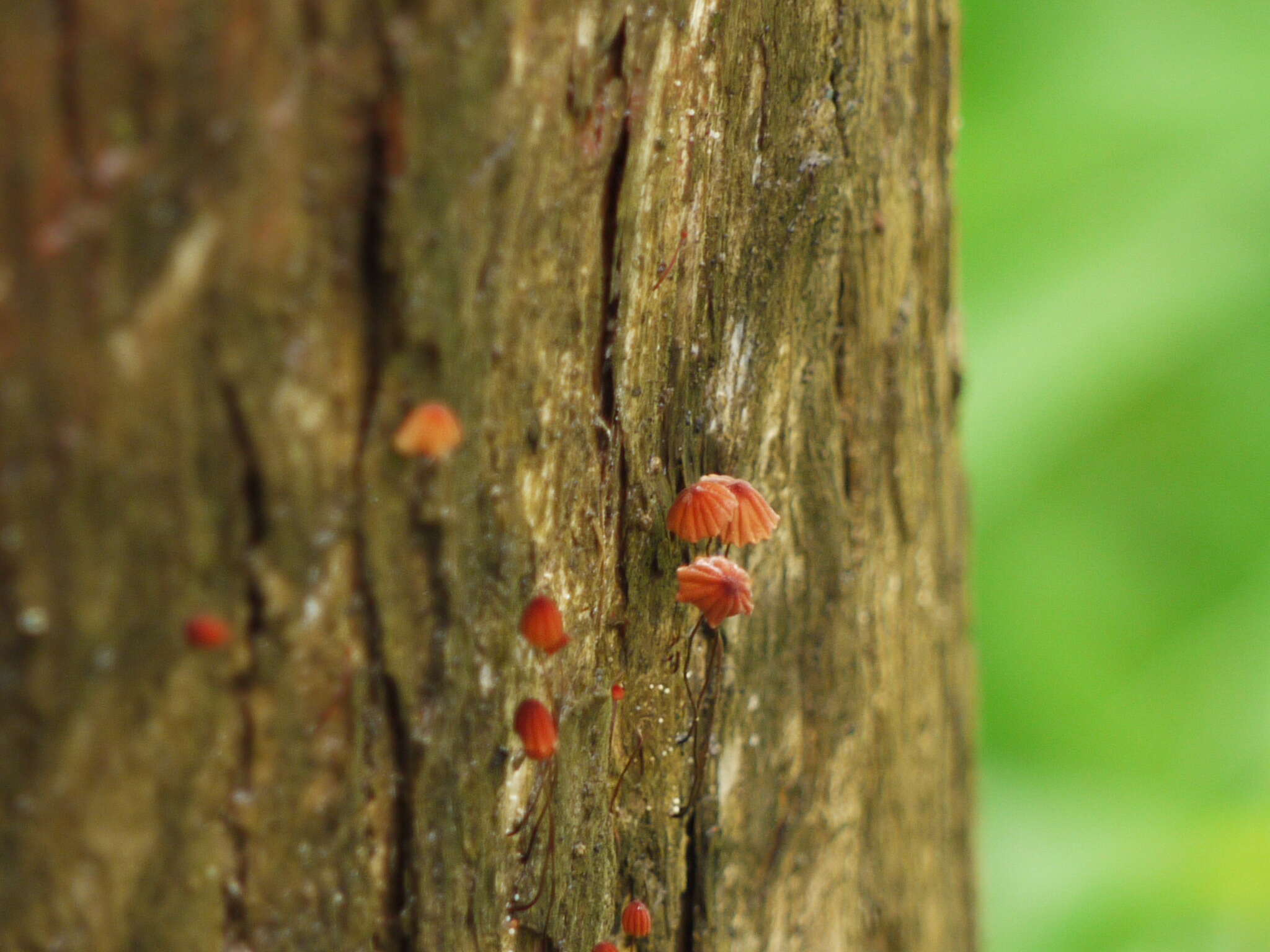 Image of Marasmius siccus