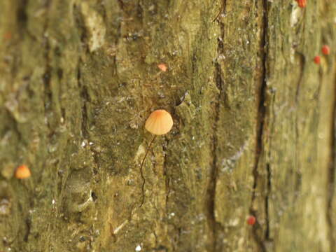 Image of Marasmius siccus