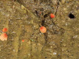 Image of Marasmius siccus