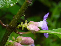 Imagem de Strobilanthes callosa Wall. ex Nees