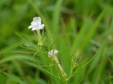 Image de Rhamphicarpa fistulosa (Hochst.) Benth.