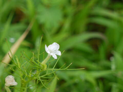 Image de Rhamphicarpa fistulosa (Hochst.) Benth.