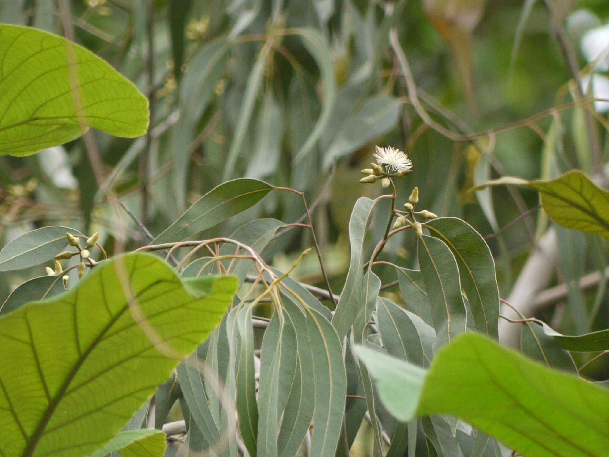 Imagem de Eucalyptus tereticornis Sm.