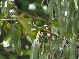Imagem de Eucalyptus tereticornis Sm.