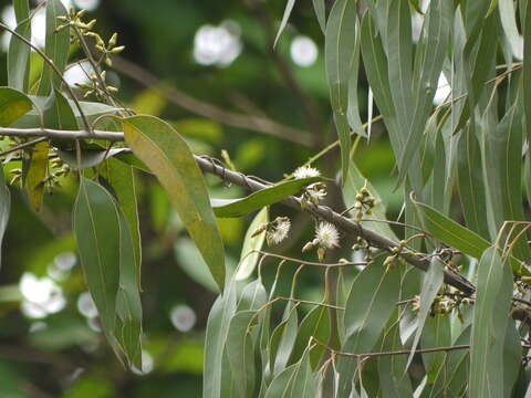 Image of forest redgum