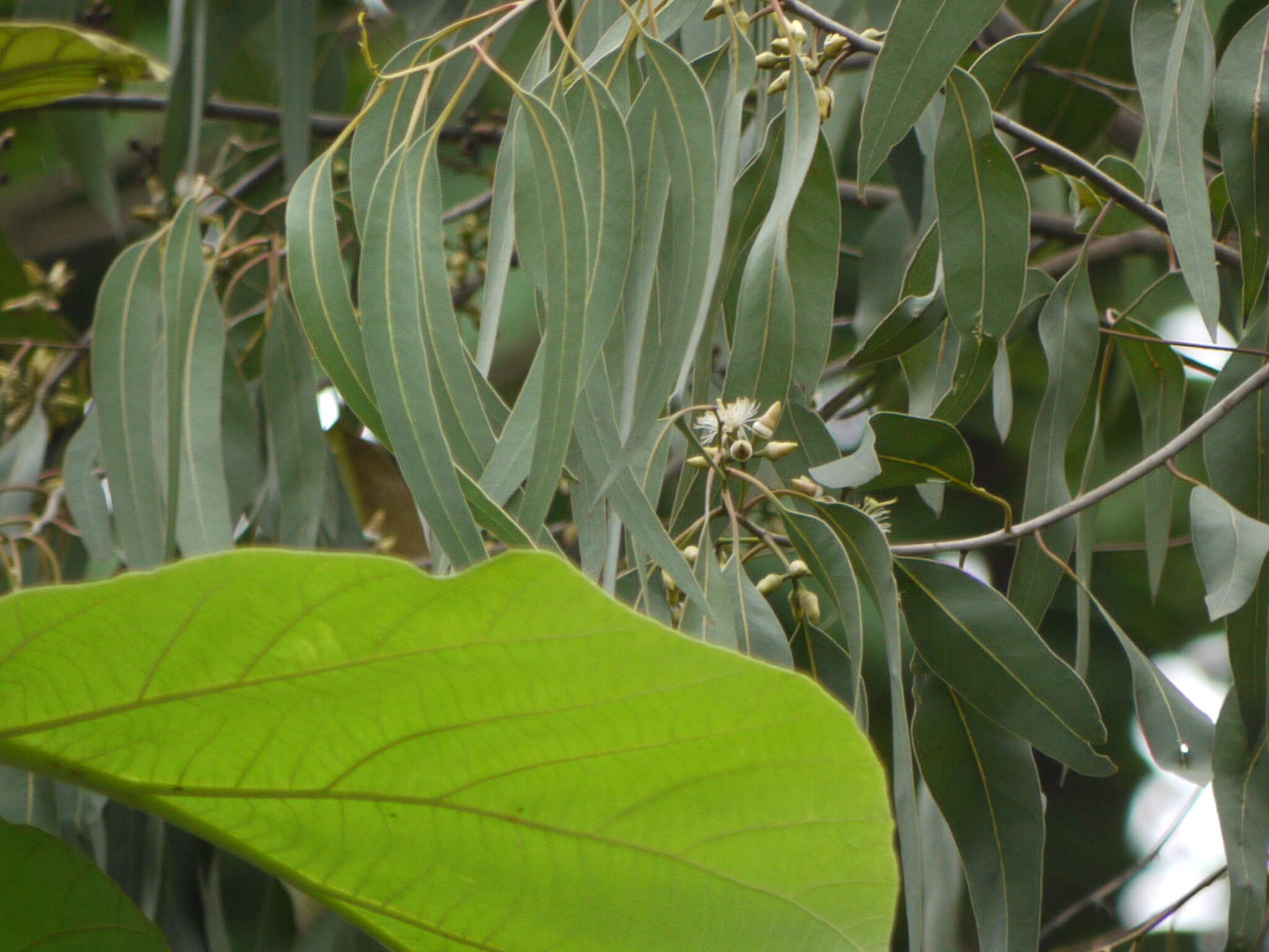 Image of forest redgum