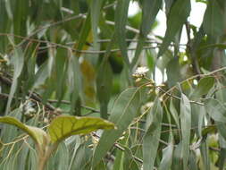 Imagem de Eucalyptus tereticornis Sm.