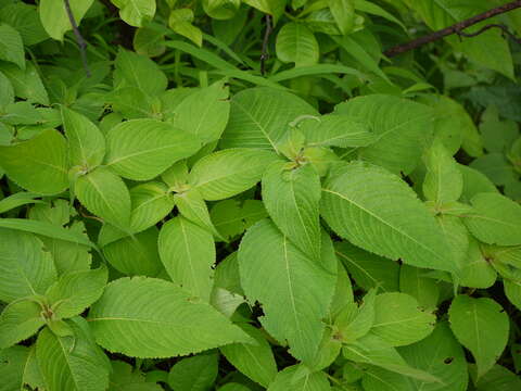 Imagem de Strobilanthes callosa Wall. ex Nees