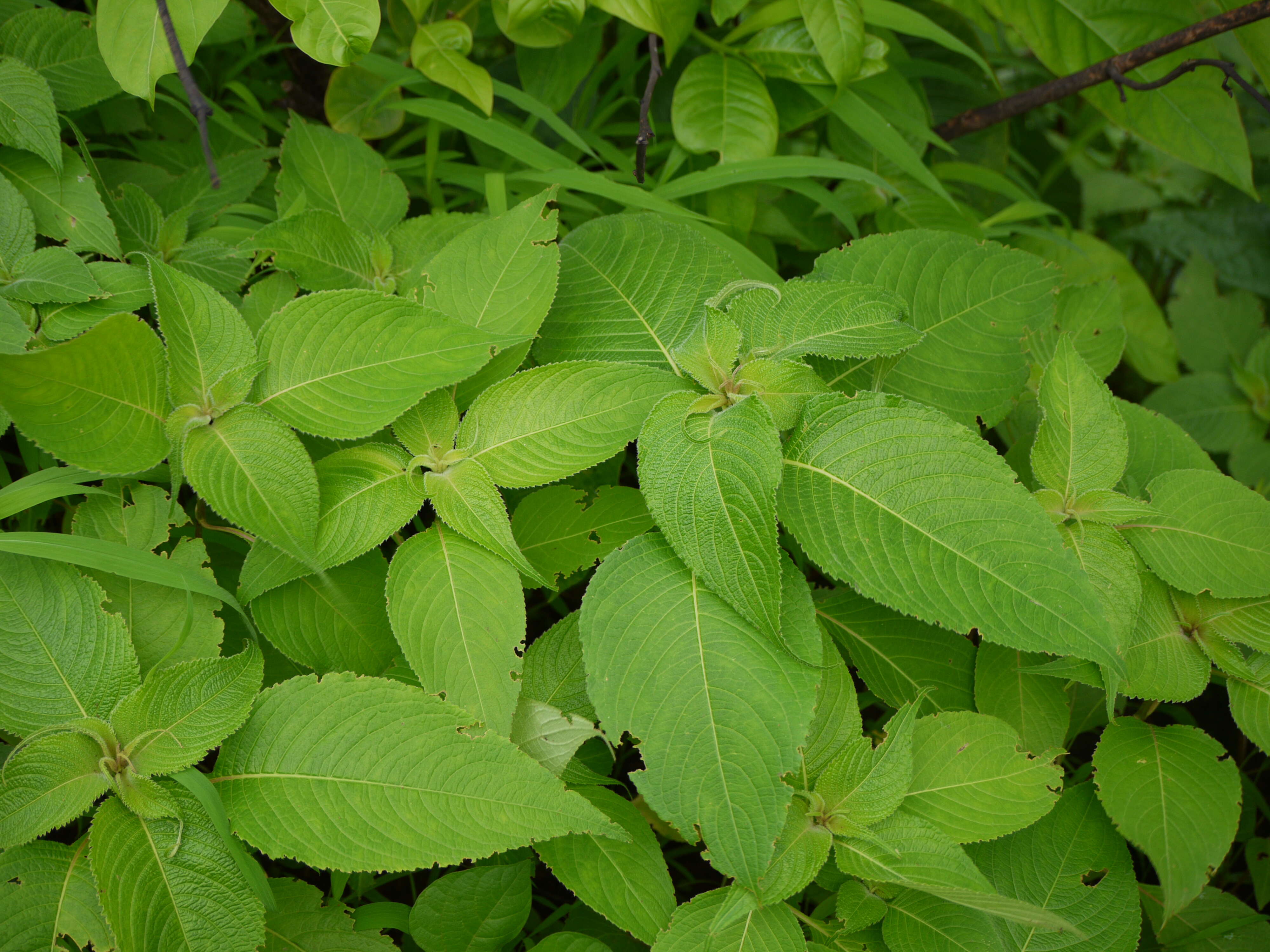 Image of Strobilanthes callosa Wall. ex Nees