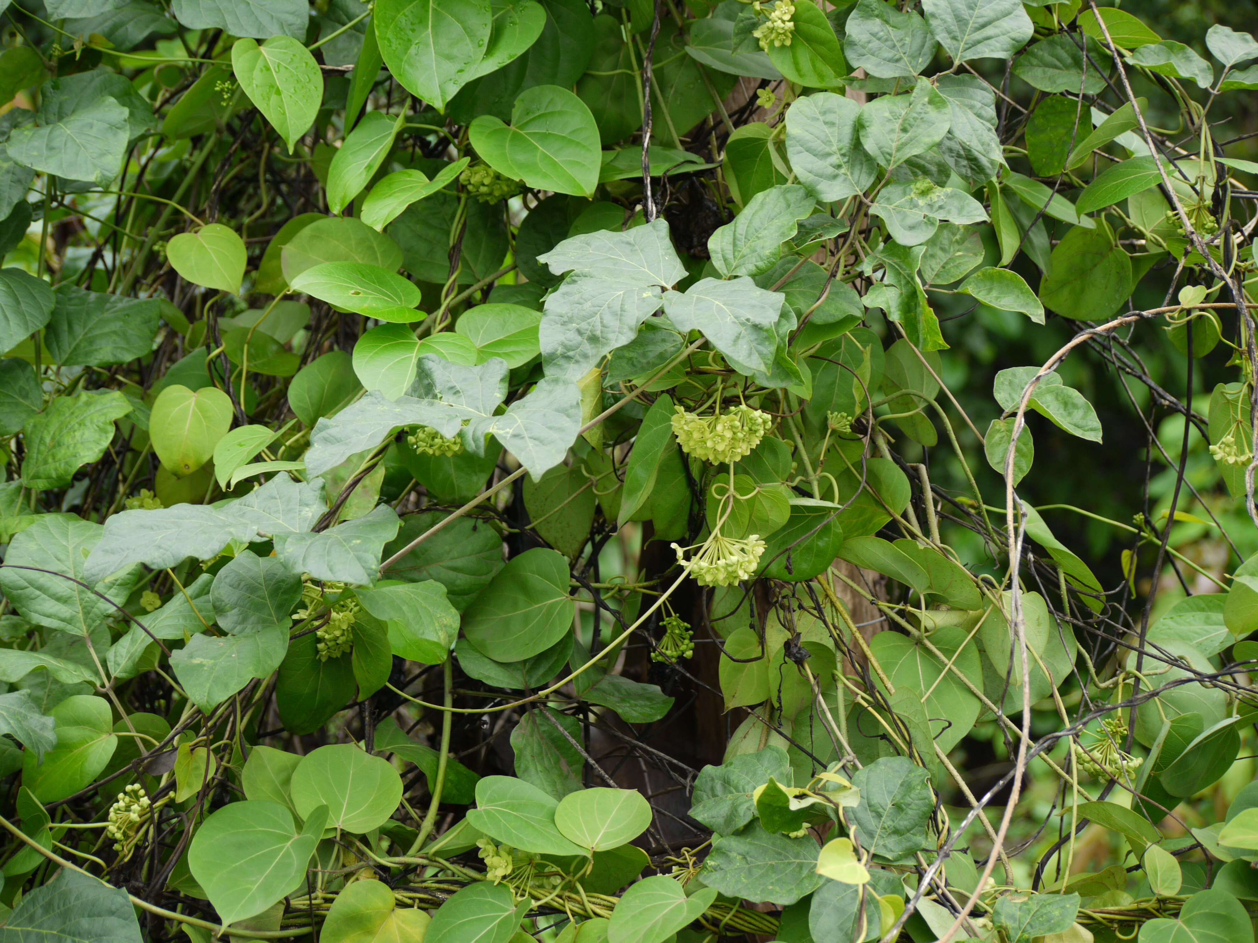 Image of Marsdenia volubilis (L. fil.) Cooke