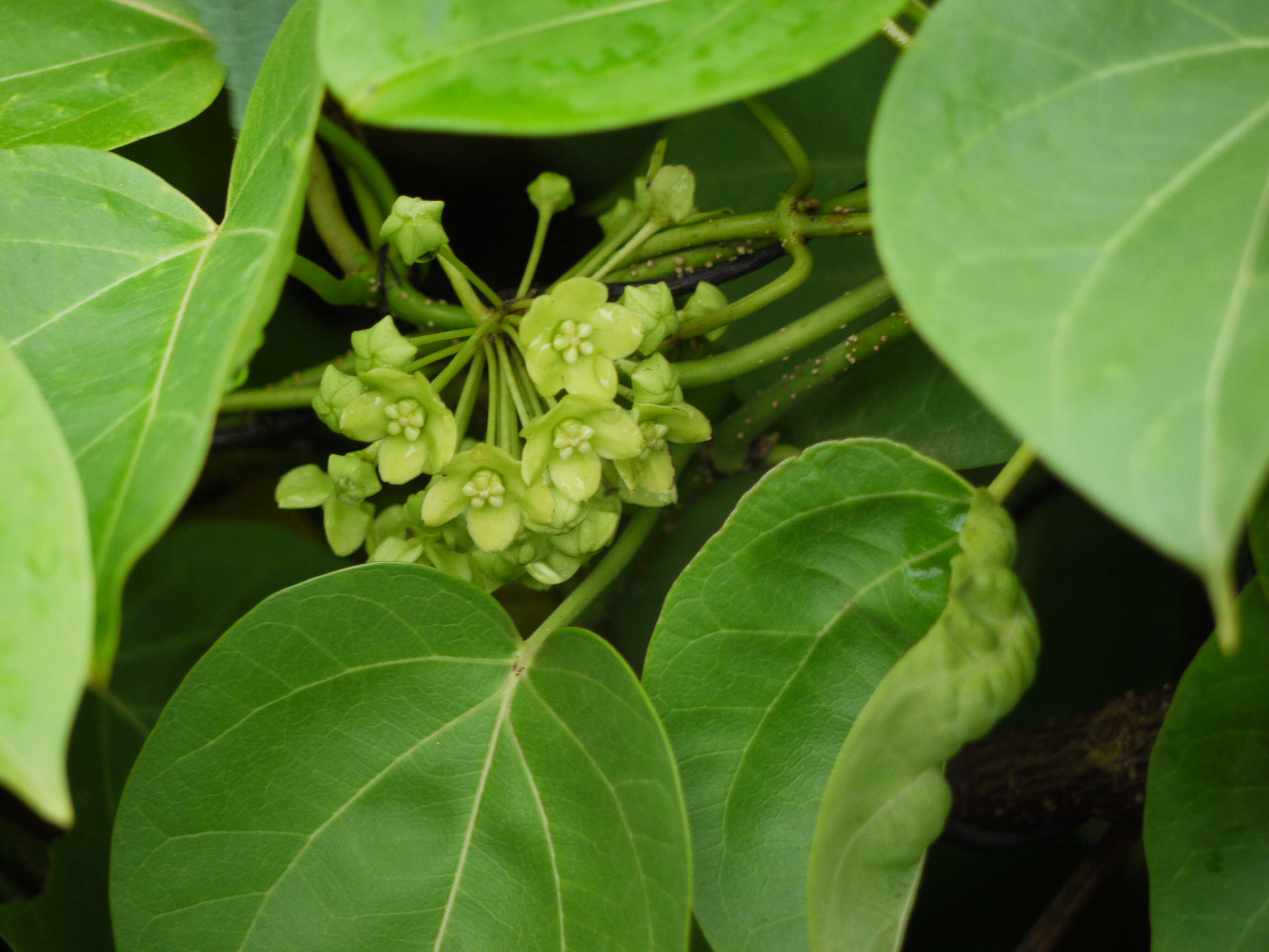 Image of Marsdenia volubilis (L. fil.) Cooke