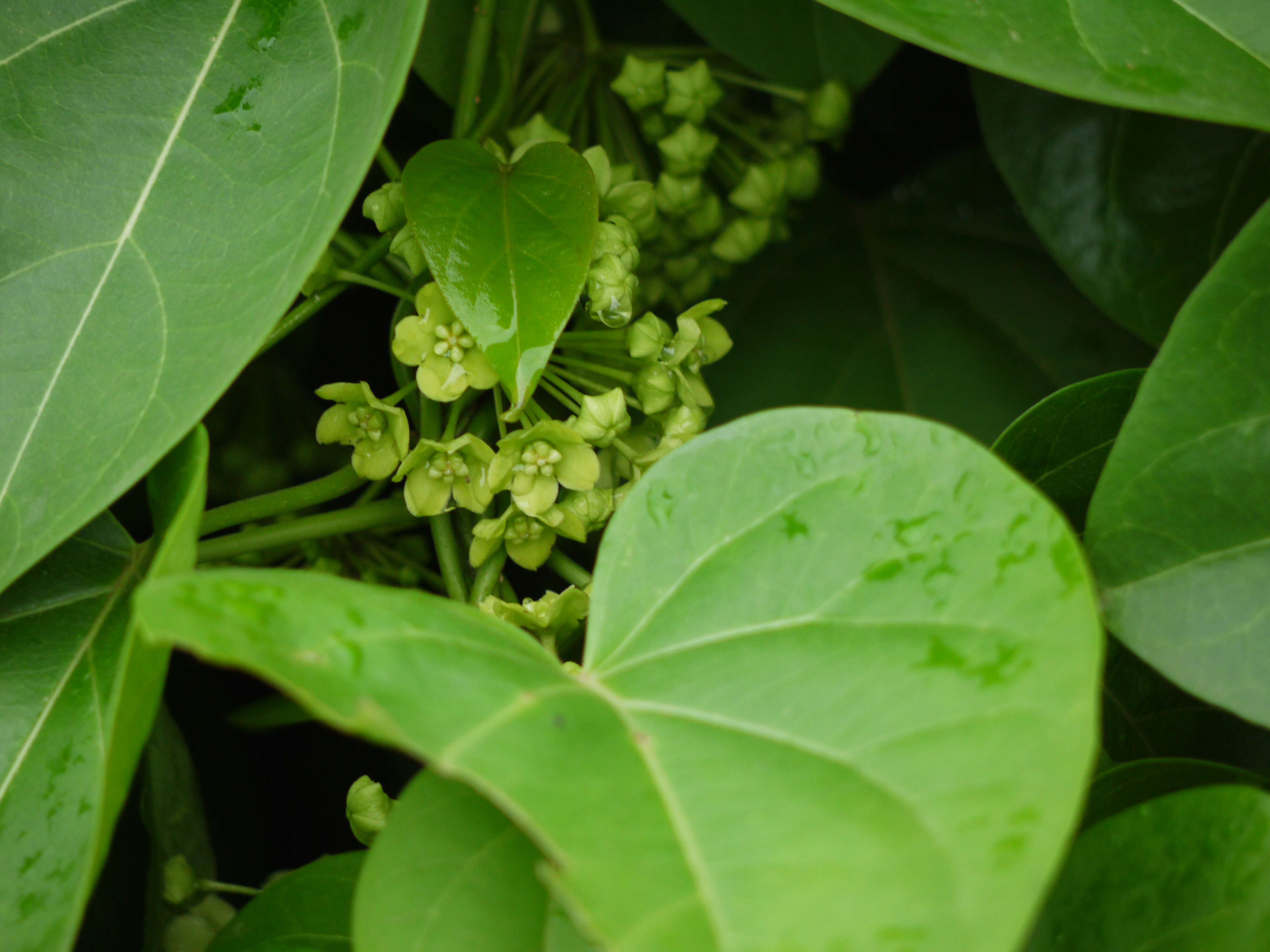 Image of Marsdenia volubilis (L. fil.) Cooke