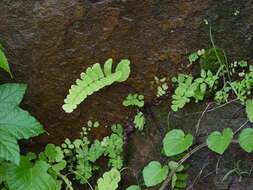 Image of Adiantum lunulatum Cav.