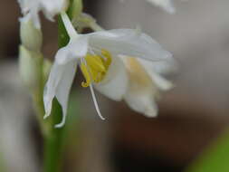 Image of Chlorophytum tuberosum (Roxb.) Baker