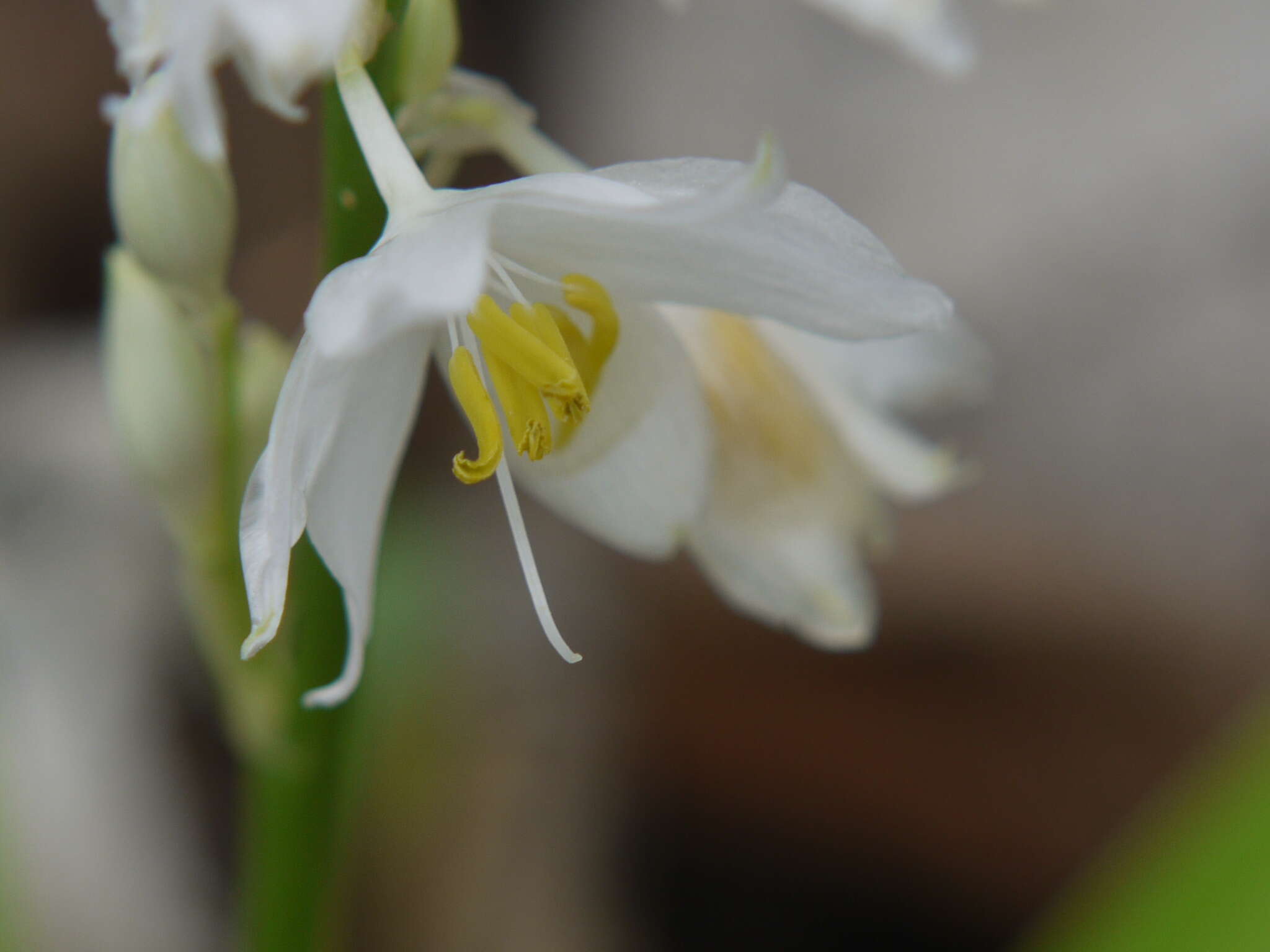 Image of Chlorophytum tuberosum (Roxb.) Baker