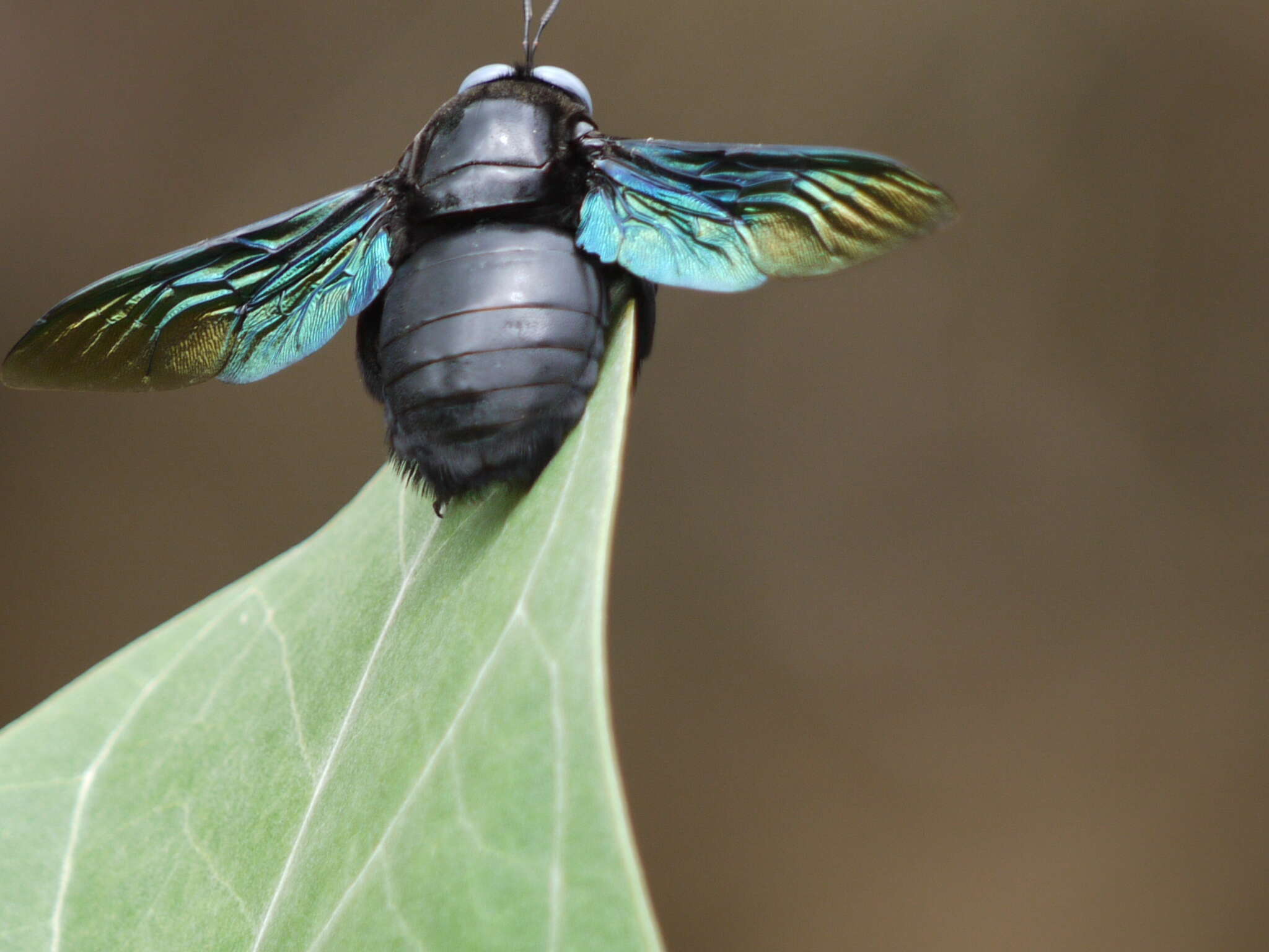 Xylocopa aestuans (Linnaeus 1758) resmi