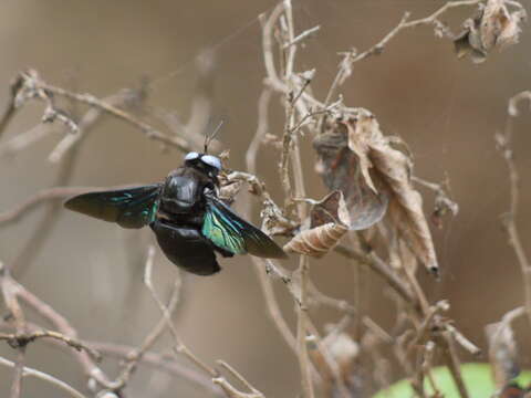 Xylocopa aestuans (Linnaeus 1758) resmi