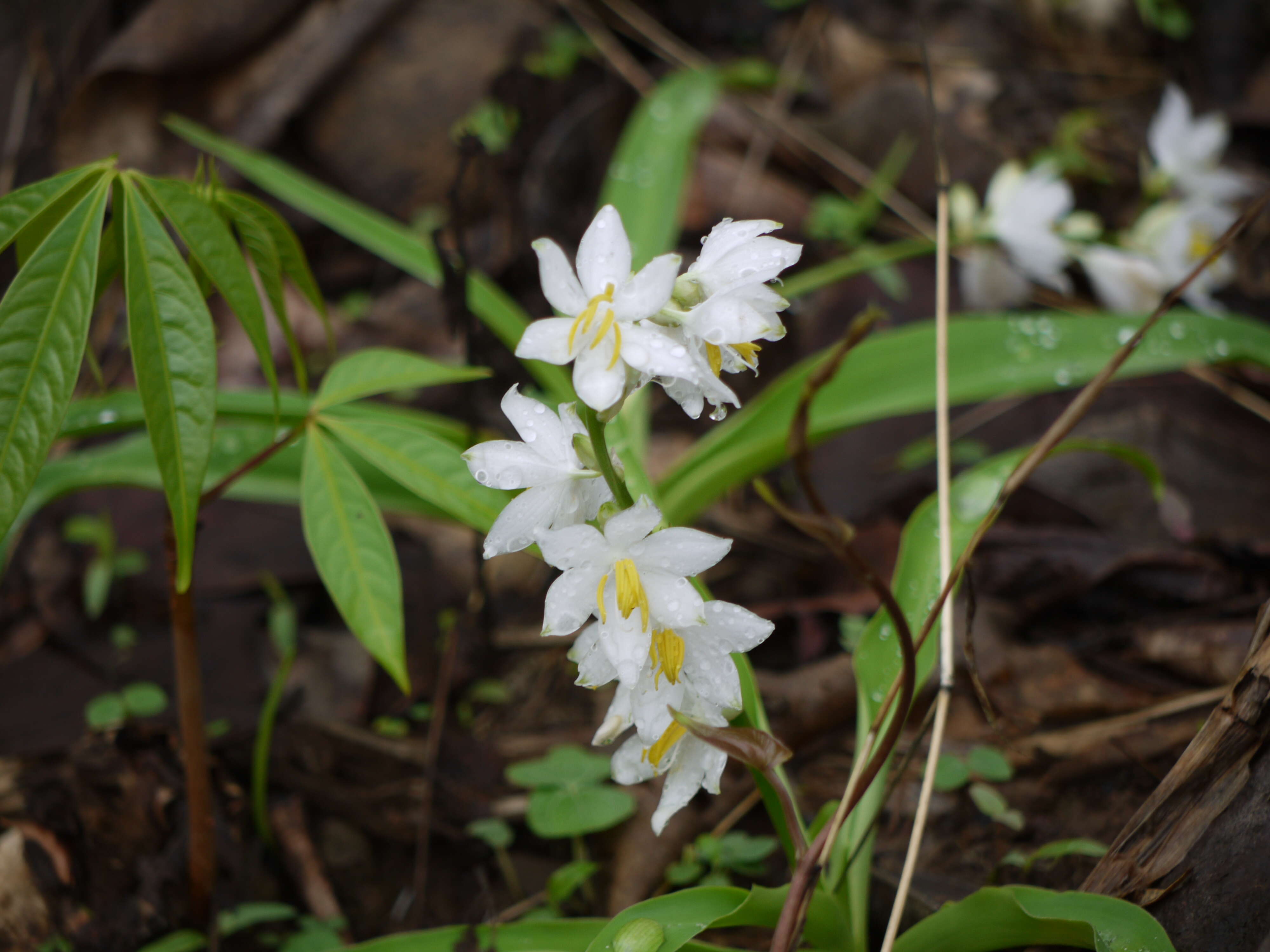 Image of Chlorophytum tuberosum (Roxb.) Baker