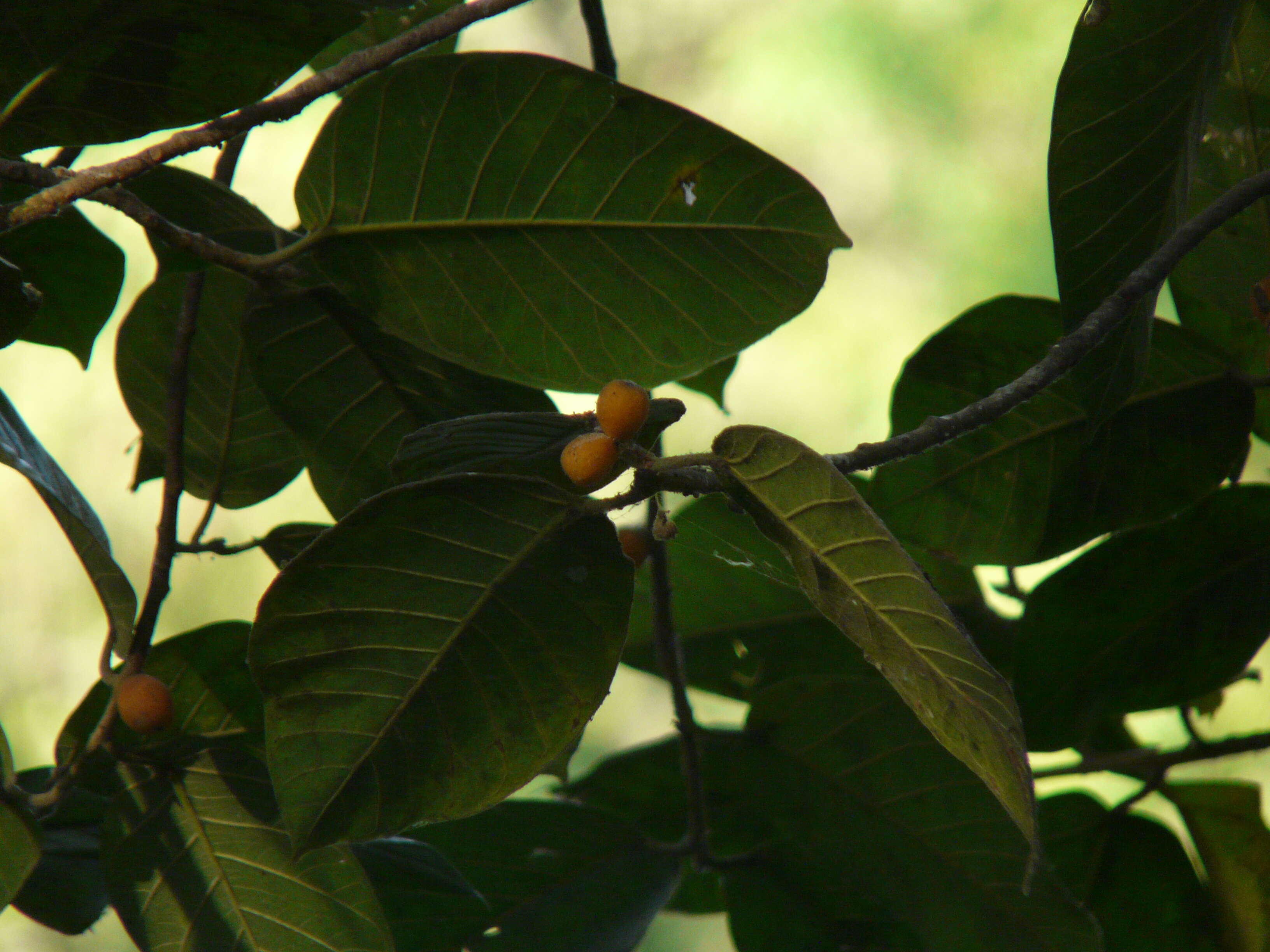 Image of brown-woolly fig