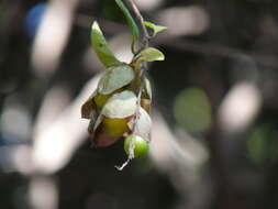 Image of wild sage