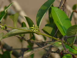 Image de Cryptolepis buchananii Schultes ex Roemer & Schultes