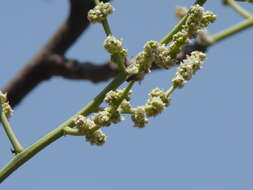 Image of Spondias pinnata (L. fil.) Kurz