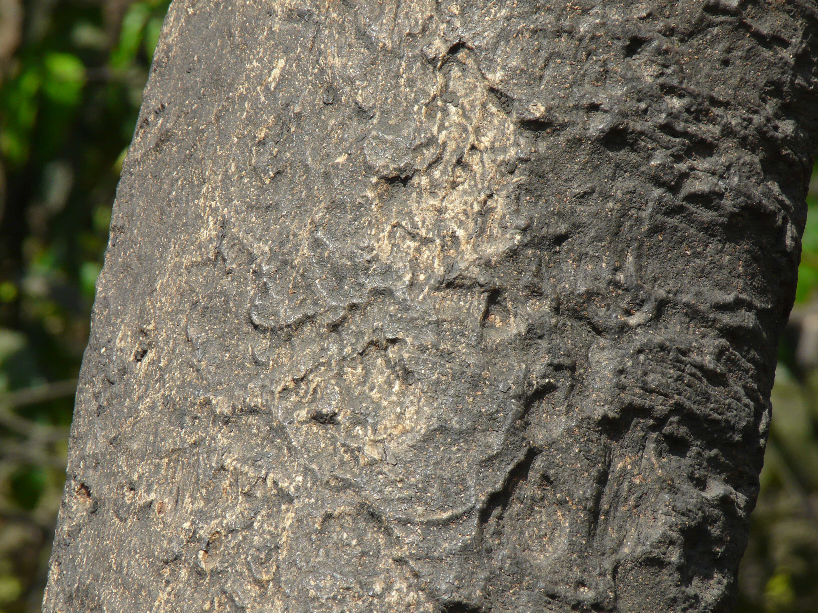 Слика од Xylia xylocarpa (Roxb.) Taub.