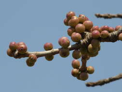 Image of Ficus arnottiana (Miq.) Miq.