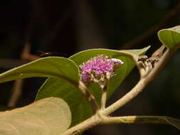 Image of Callicarpa tomentosa (L.) L.