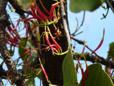 Image of Dendrophthoe falcata (L. fil.) Bl.