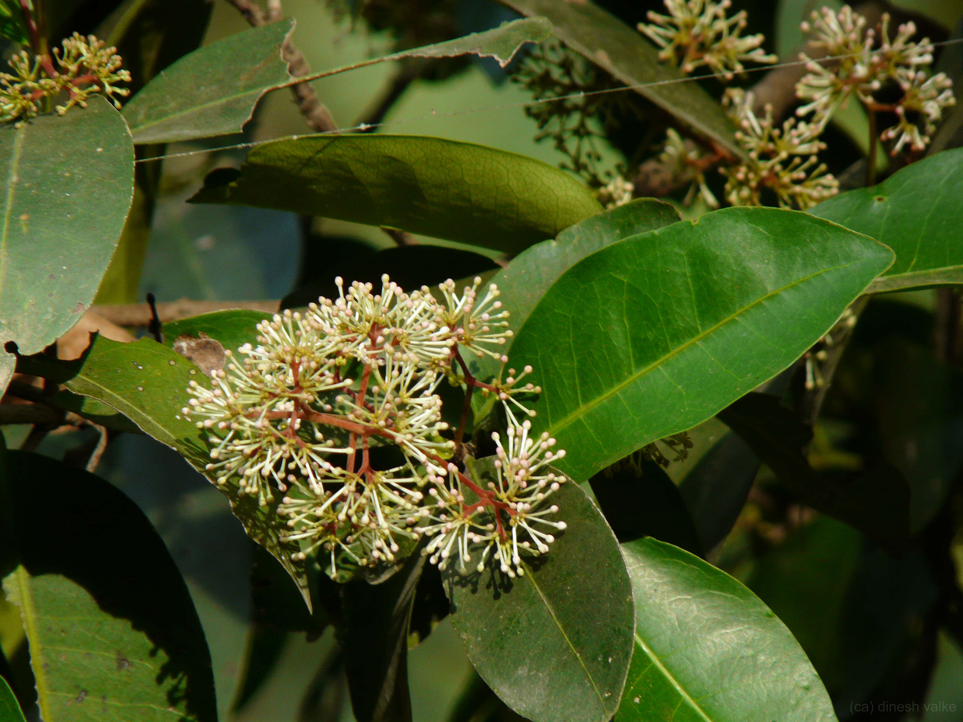 Image of ixora