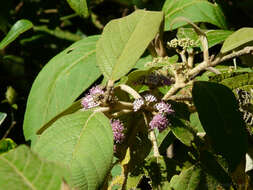 Image of Callicarpa tomentosa (L.) L.