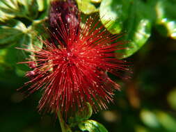 Imagem de Calliandra tergemina (L.) Benth.