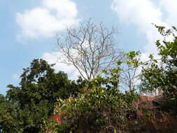 Image of Ficus arnottiana (Miq.) Miq.