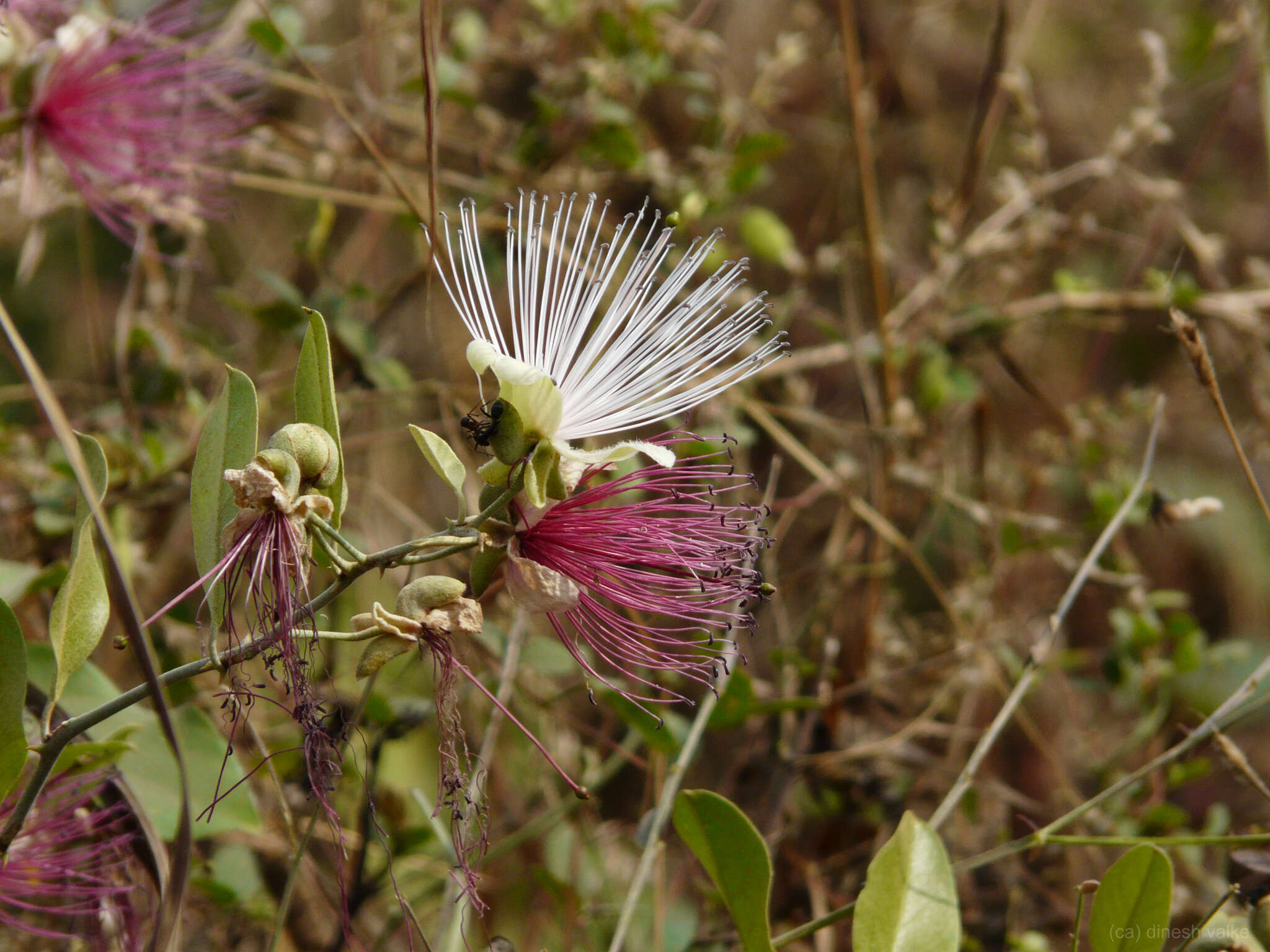 Image of Capparis zeylanica L.