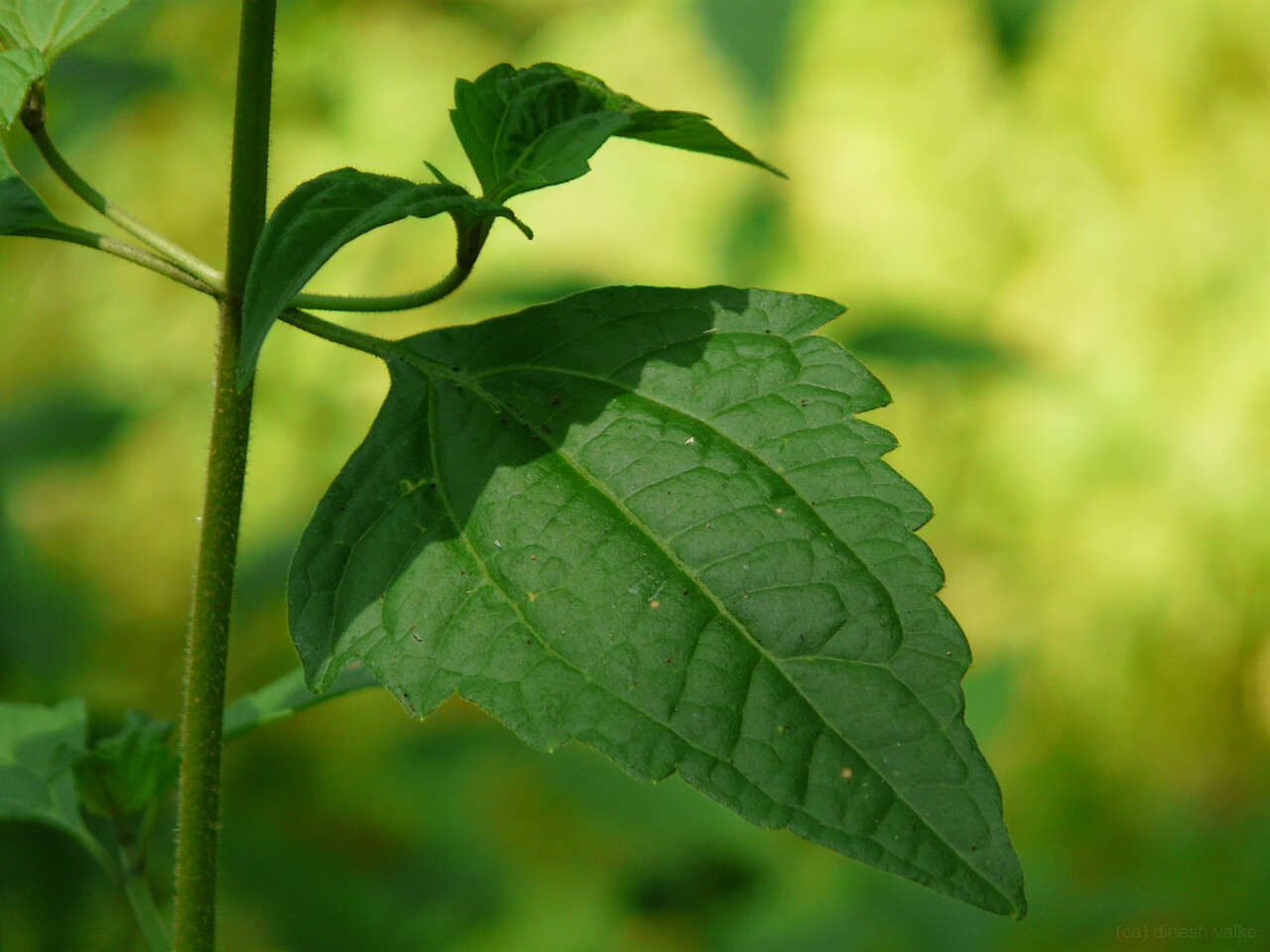 Image of Hemp-agrimony